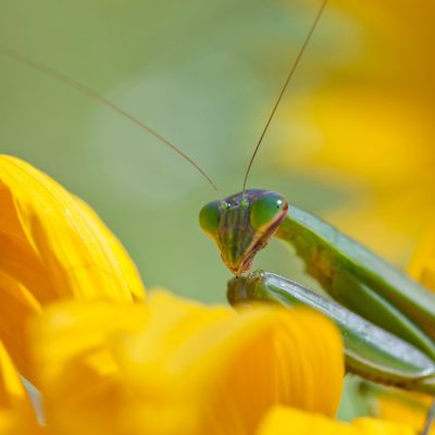 カマキリは預言者？カマキリを見かけた時のスピリチュアルサインを解説！ アイキャッチ画像