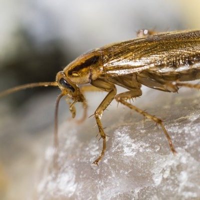 【夢占い】ゴキブリが出てくる夢にはどんな意味がある？やっぱり凶夢が多い？ アイキャッチ画像