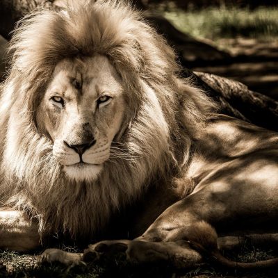 【動物占い】ライオンの性格は？カラー別の性格と相性の良い動物をご紹介！ アイキャッチ画像