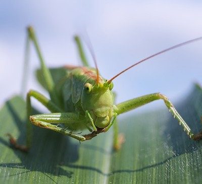 バッタはチャンスが訪れる前兆？スピリチュアルな意味を解説！ アイキャッチ画像