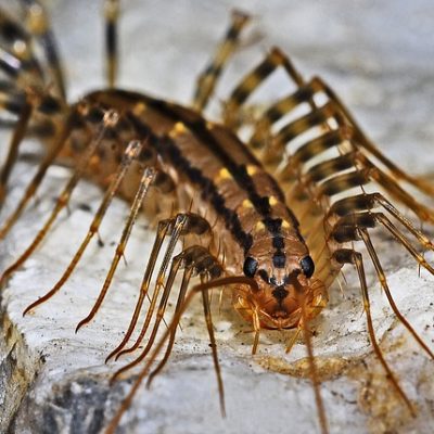 ゲジゲジは殺してはいけない！スピリチュアルな意味を解説！ アイキャッチ画像