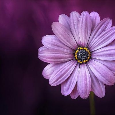 紫色のオーラの意味とは？性格・恋愛・金運・芸能人など徹底解説！ アイキャッチ画像