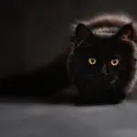 黒猫は幸運の象徴♡スピリチュアルな意味を解説！