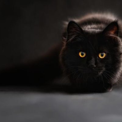 黒猫は幸運の象徴♡スピリチュアルな意味を解説！ アイキャッチ画像