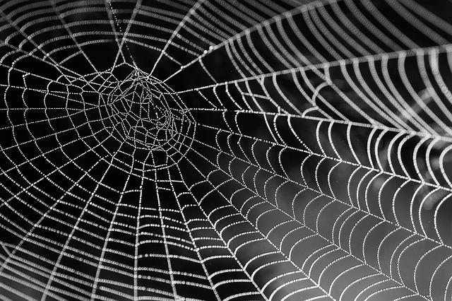 【夢占い】蜘蛛の夢にはどんな意味がある？色・種類・大きさ・行動別に解説！ アイキャッチ画像