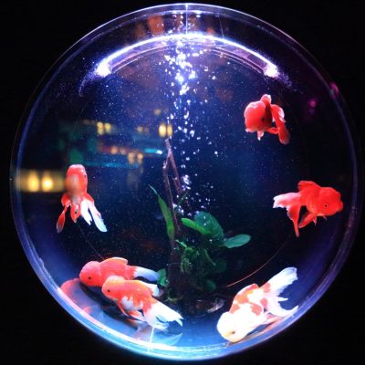 【夢占い】金魚の夢にはどんな意味がある？色や様子によって凶夢も？ アイキャッチ画像