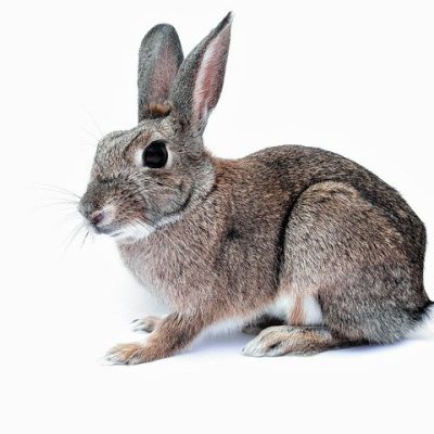 【夢占い】うさぎの夢は良いことが起こる暗示？意味を解説！ アイキャッチ画像